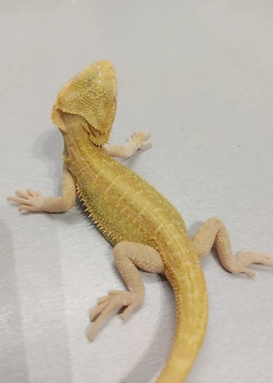 0.1 Bartagame pogona vitticeps 