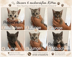 BKH-Mix Kitten 