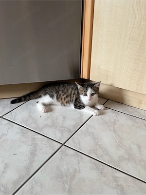 Zahmer junger Kater in gute Hände abzugeben