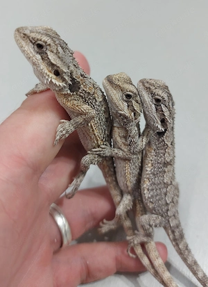 2.4 Zwergbartagame Pogona minor 