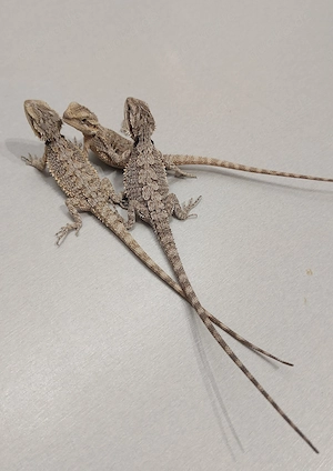 2.0 Zwergbartagame Pogona minor  Bild 4