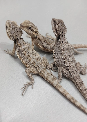 2.0 Zwergbartagame Pogona minor  Bild 3