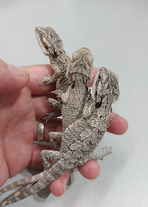 2.0 Zwergbartagame Pogona minor  Bild 2
