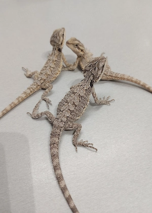 2.0 Zwergbartagame Pogona minor  Bild 5
