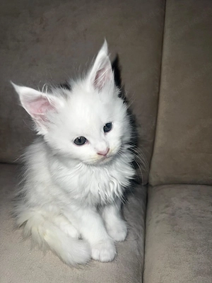 5 Reinrassige Maine Coon Kitten