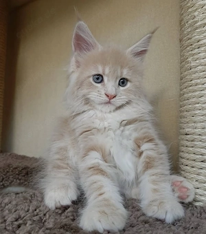 Wunderschönes Maine-Coon-Kätzchen (weiblich)   13 Wochen alt   sucht ein liebevolles Zuhause