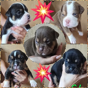 old english Bulldog Welpen 