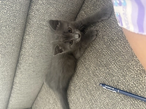 Bkh Kater Larry edel mix sucht liebevolles zu Hause 