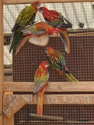 Rosella Mutationen 
