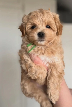    Wunderschöner Maltipoo-Welpe sucht ein liebevolles Zuhause   