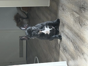 Französische Bulldogge weiblich