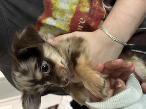 Chihuahua-Welpe 