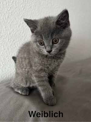 Britisch Kurzhaar Kitten 