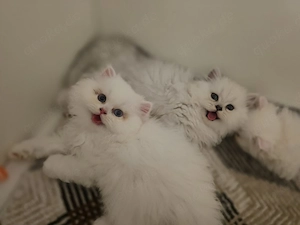 Wunderschöne Britisch Langhaar Kitten suchen ihr Für-immer-Zuhause WhatsApp 01515 3963413 