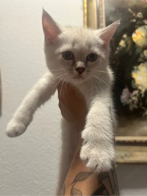 BKH britisch kurzhaar kitten 