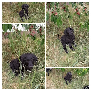 Labradoodle Welpen F1 schwarz weiblich mit Ahnentafel bereit für ihr neues Zuhause