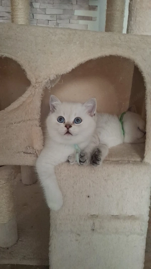 Reinrassige BKH Kitten.