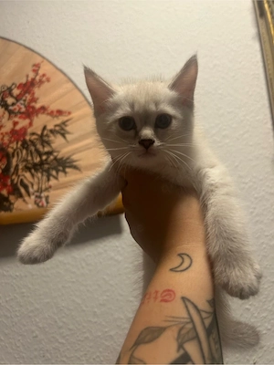 BKH britisch kurzhaar kitten katzen 