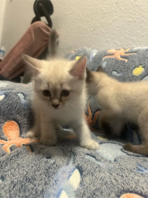 BKH Britisch kurzhaar kitten katzen 