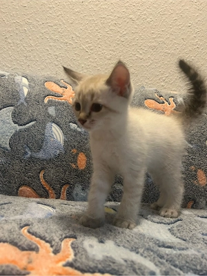 BKH britisch kurzhaar siam katzen kitten 