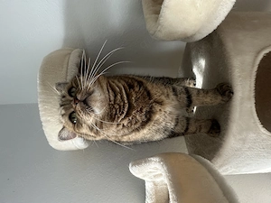 Erwachsene BKH Katze (2 Jahre), kastriert & geimpft