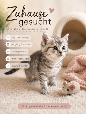 BKH Kitten 
