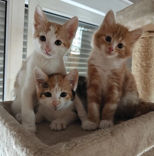 Maine-Coon   BKH Edel-Mix- Kitten
