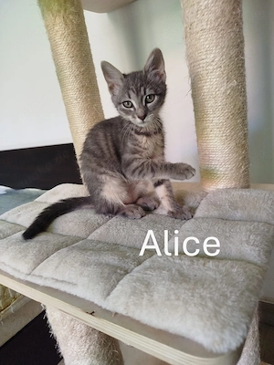 Alice sucht ihr Für-immer-Zuhause 