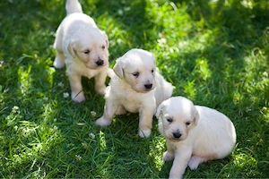 Golden Retriever Welpen suchen ein neues Zuhause