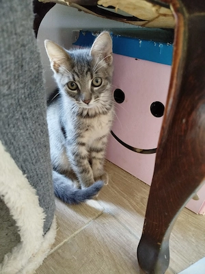 Aramis sucht sein Für-immer-Zuhause 