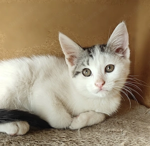 Maine-Coon   BKH Edel-Mix-Kitten 