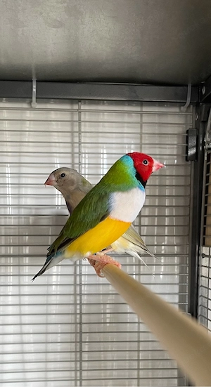 Gouldamadine