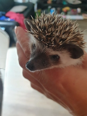 Weißbauchigel 