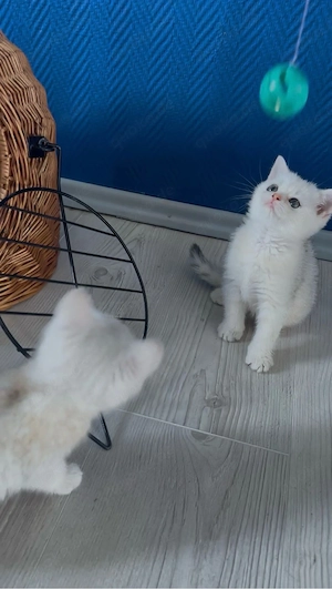 BKH Kitten 