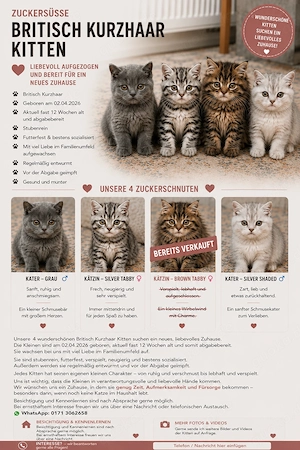 Süße BKH Kitten zum lieb haben 
