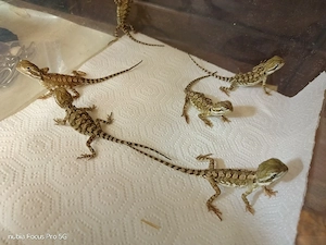 zwergbartagamen babys abzugeben