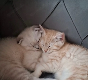 Zuckersüße BKH-Mix Kitten (12 Wochen) suchen ein Zuhause!