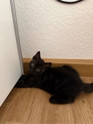 Junger Britisch-Kurzhaar-Mix-Kater