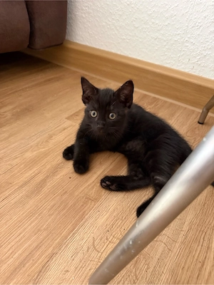 Junger Britisch-Kurzhaar-Mix-Kater