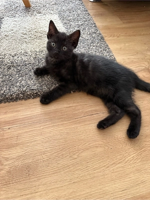 Kitten    1 Junge, BKH-Mix