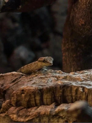 Jungferngeckos Lepidodactylus lugubris