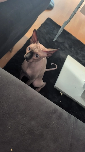 sphynx sphinx kater 