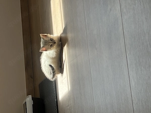 BKH Prinzessin, 3Monate alt, sucht ein neues Zuhause