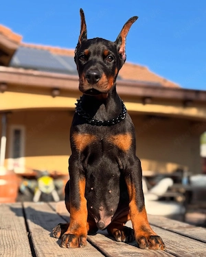 Dobermann-Welpen suchen ein liebevolles Zuhause!