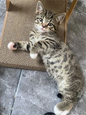 Kitten dürfen ausziehen Mädchen und Junge 