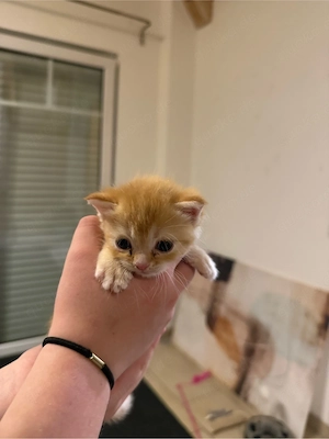 3 süße Kater suchen ein neues Zuhause   