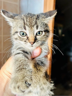    Drei süße Katzenkinder suchen ein liebevolles Zuhause   
