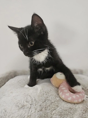 Katzenbabys, Babykatze,  Kitten, Katzenbaby