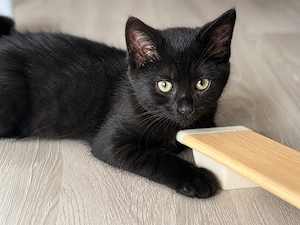 Liebevolles Katzenmädchen abgabebereit 