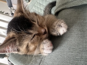 BKH Black Golden Shaded kitten abgabebereit  
